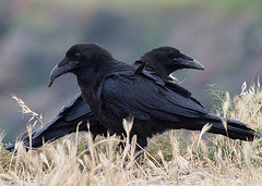 ravens